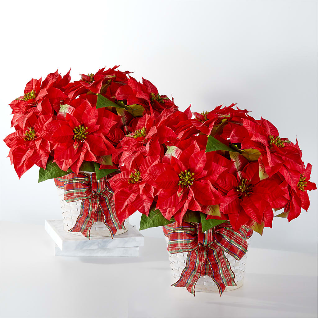 Happiest Holidays Poinsettia Bundle – Elises Flowers, Montgomery Village MD