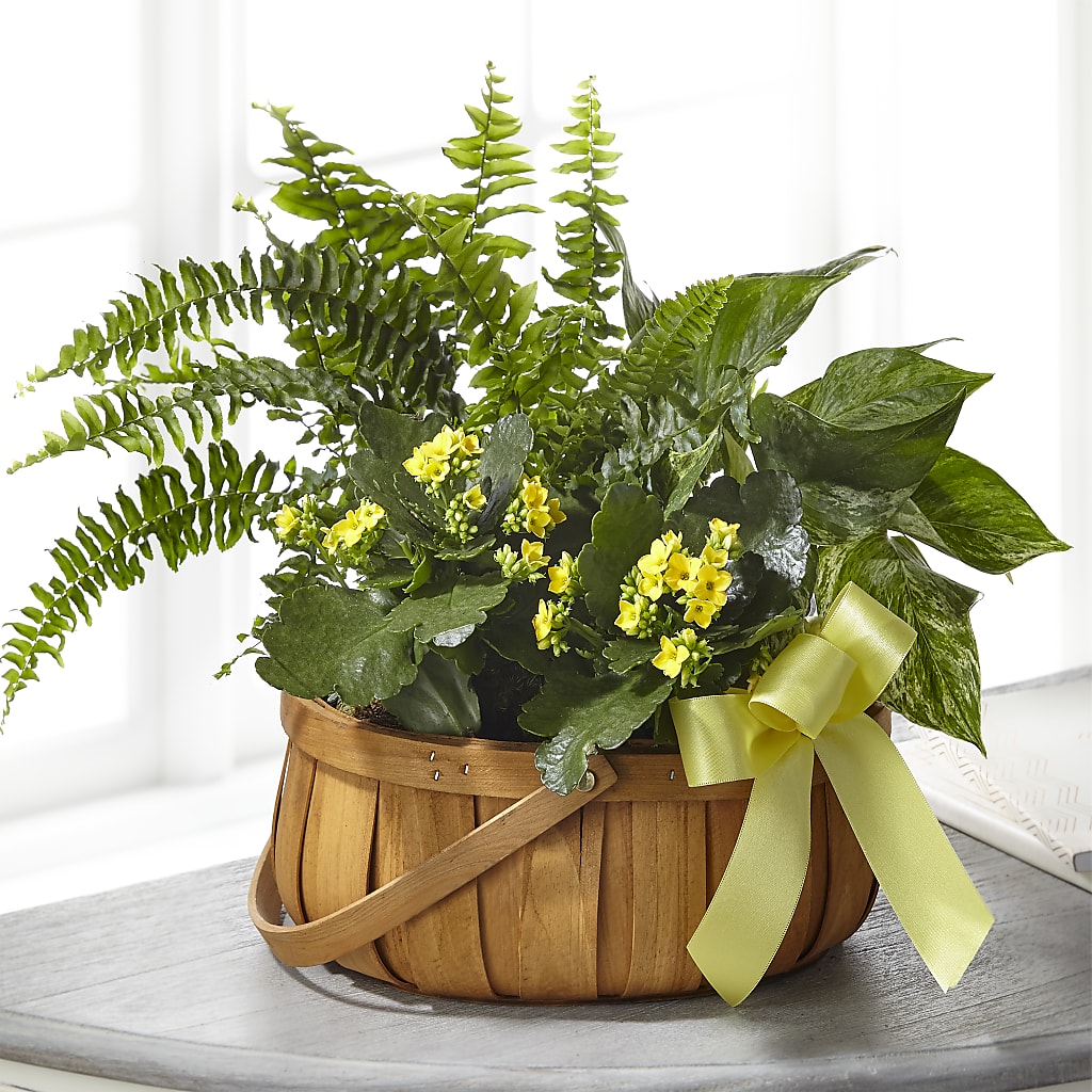 Always Dear Dishgarden – Elises Flowers, Montgomery Village MD