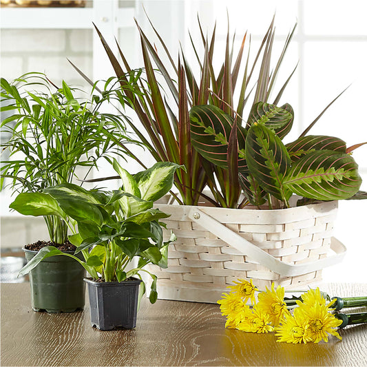 Florist Designed Blooming and Green Plants in a Basket –  Elises Flowers, Montgomery Village MD