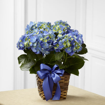 Blue Hydrangea Planter –  Elises Flowers, Montgomery Village MD