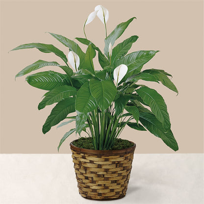 Tranquil Moments Peace Lily Plant –  Elises Flowers, Montgomery Village MD