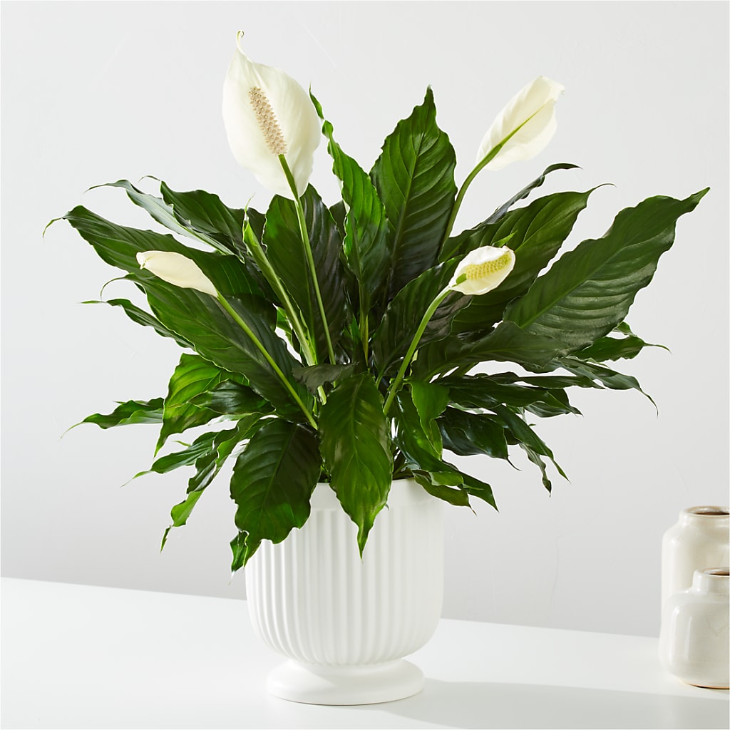 Comfort Planter –  Elises Flowers, Montgomery Village MD