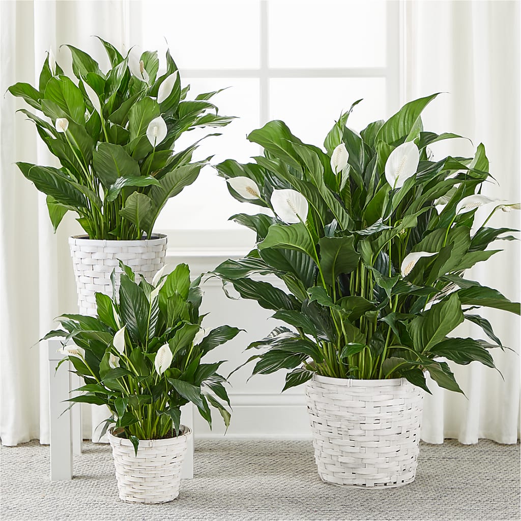 A New Leaf Peace Lily –  Elises Flowers, Montgomery Village MD